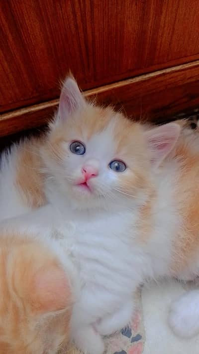 kittens available for adoption