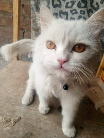 Pue White Punch Face Persian Male Triple Coat Golden Eyes