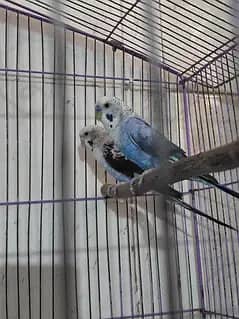 Black wing budgies. 03024296922
