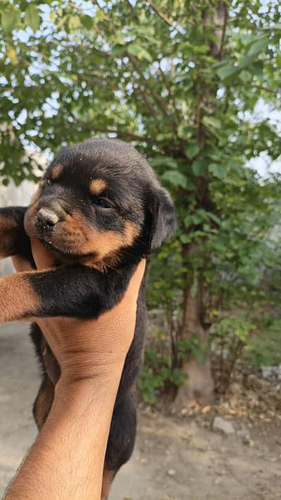 strong rottweiler puppies available