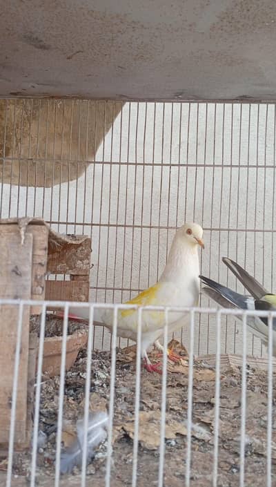 patti wala pair. 03091287923