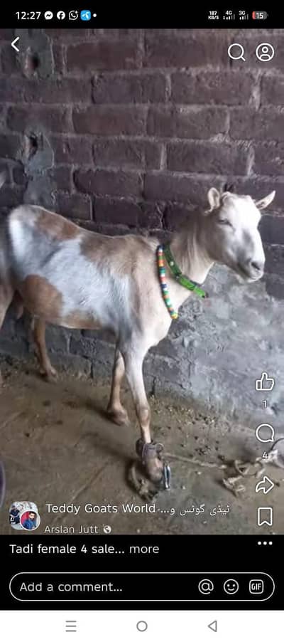 brbri bkri 4sale