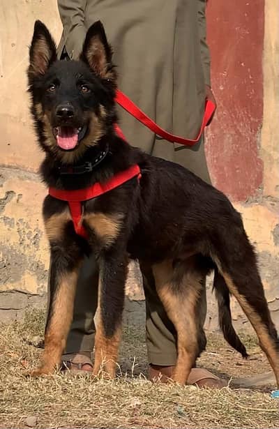 German Shepherd Male Dog / Long Coat / Double Coat / GSD dog