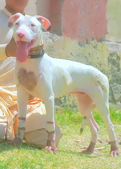 Kohati Gultair Dog | Gultair Male Dog / Gultair pair