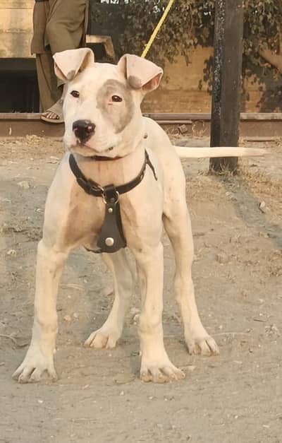 Kohati Gultair Dog | Gultair Male Dog / Gultair pair