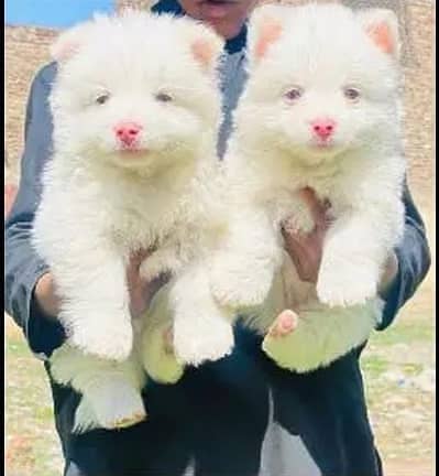 Russian Puppies / Pink Nose Puppy / Russian Pair