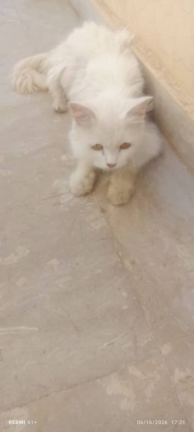 Persian cat for sale