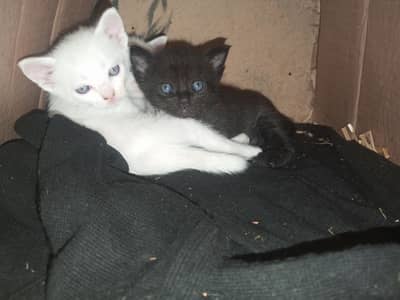 Kittens