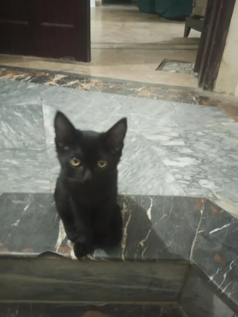 Kittens — photo 3