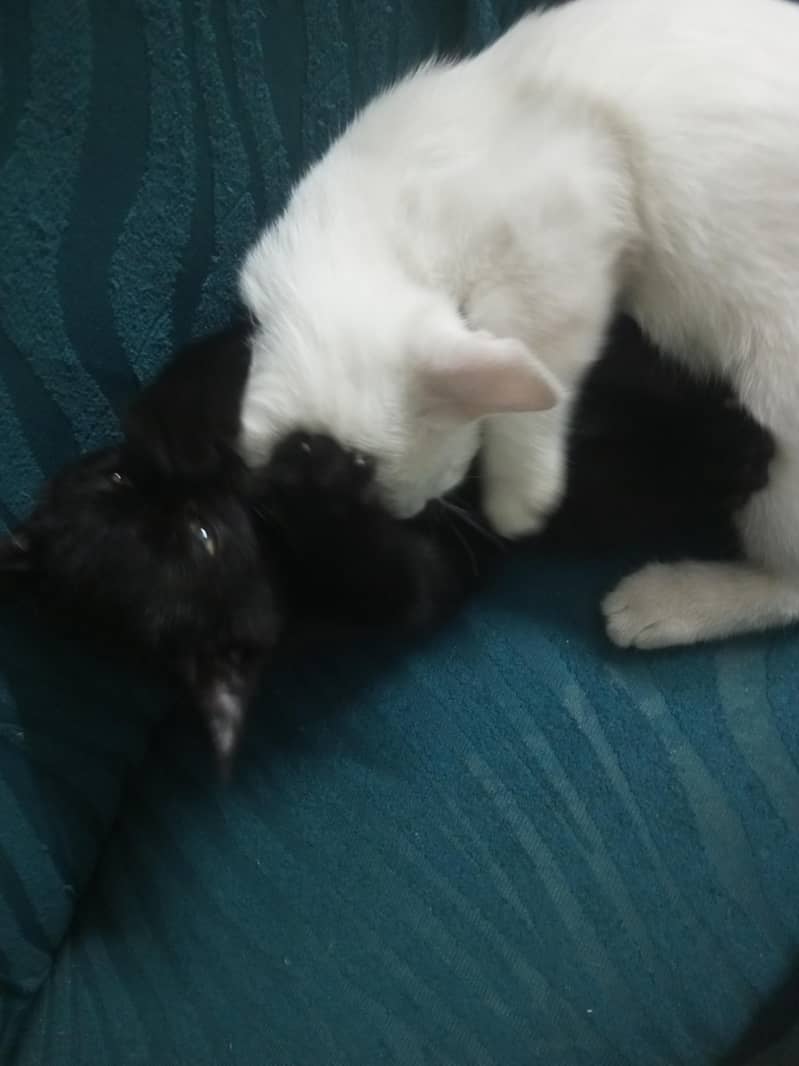 Kittens 2