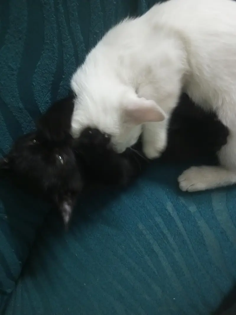 Kittens — photo 4