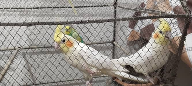 Cockatiel