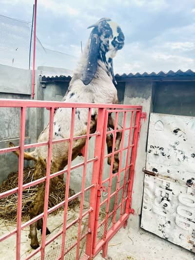 Breedar Quality Shera Print Bakra