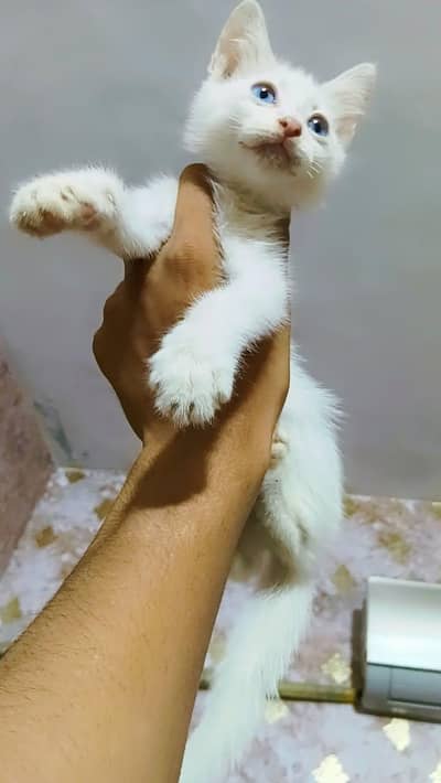 cats.