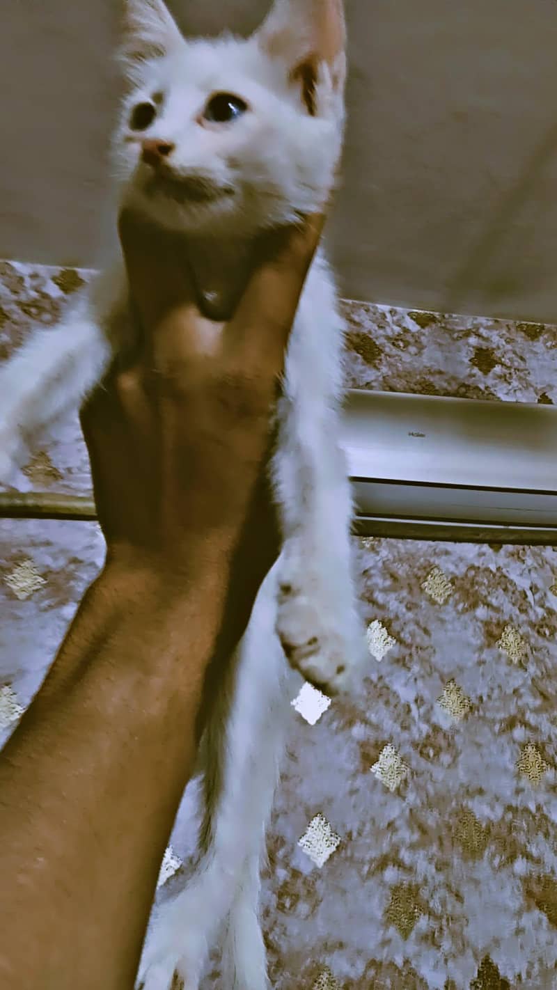 cats. 1