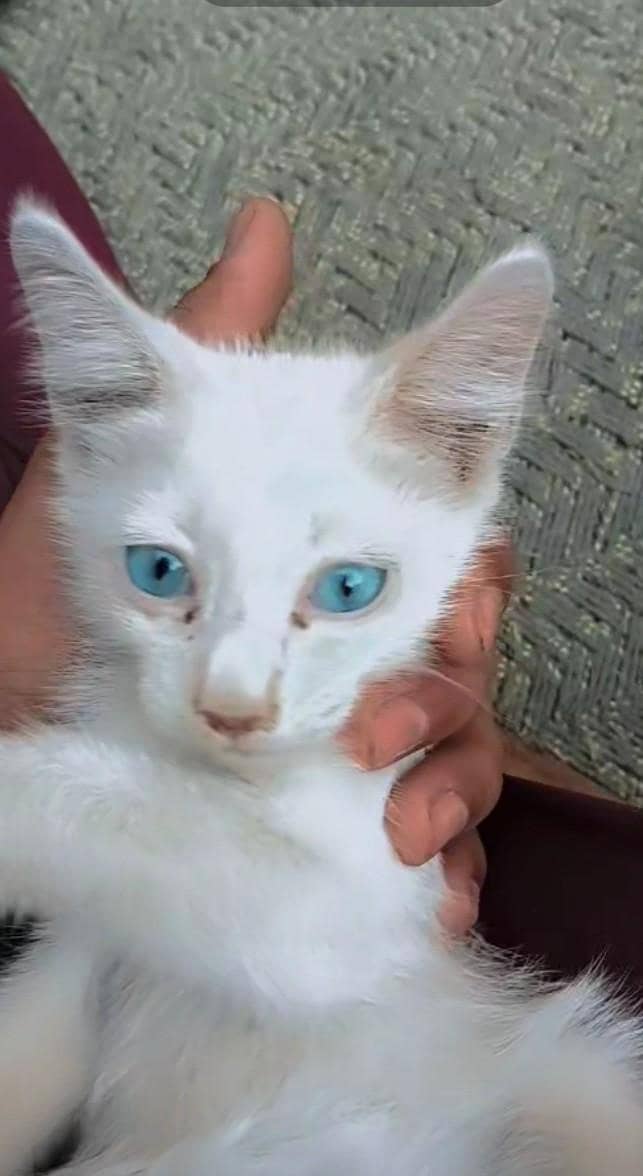 cats. 2