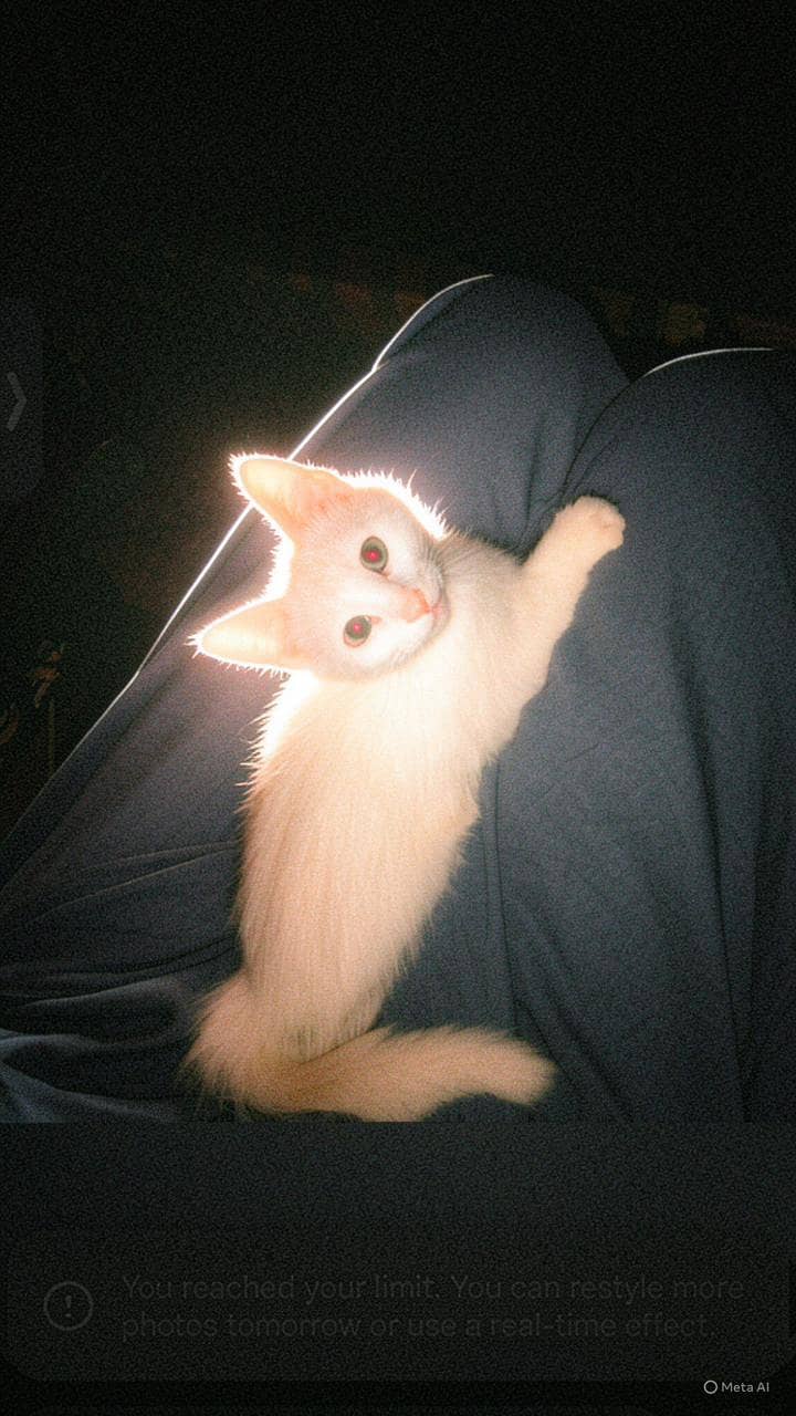 cats. 4