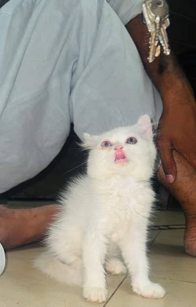 punch face kitten