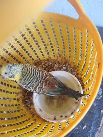 urgent sale
