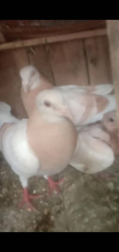 Top Quilty breeder pair