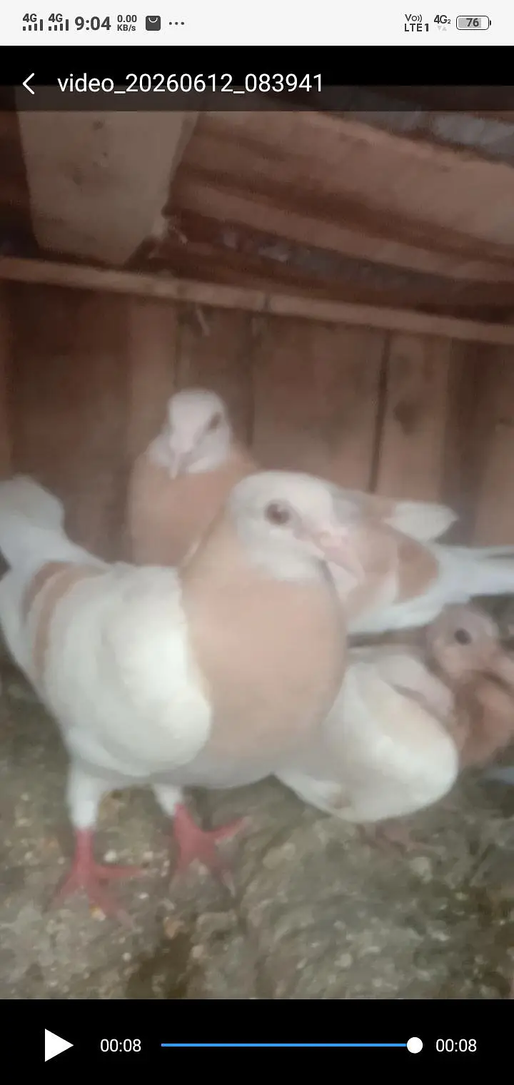 Top Quilty breeder pair — photo 2