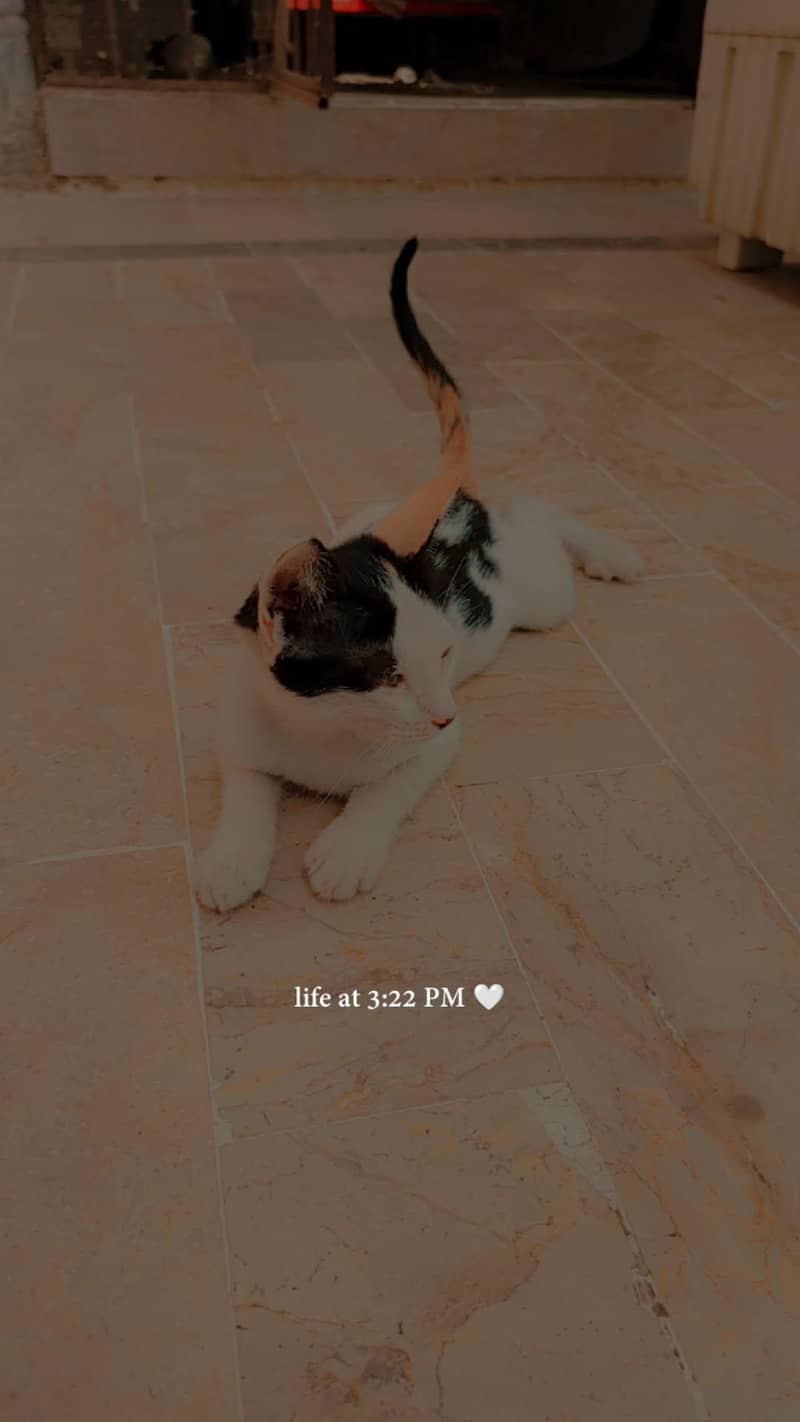 Catty 1