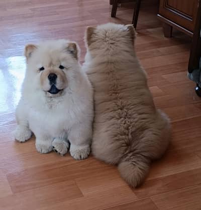 Chow chow puppies 0330*5406115