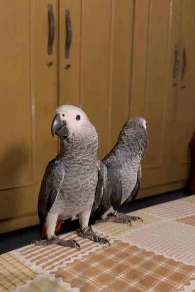 African grey parrot proper self