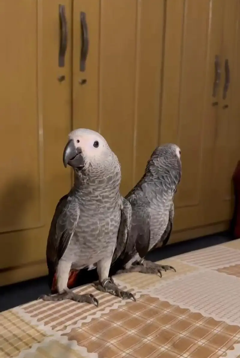 African grey parrot handtame talking — photo 4