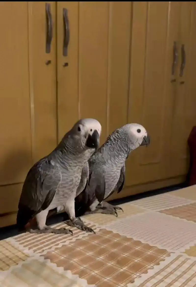 African grey parrot handtame talking — photo 5