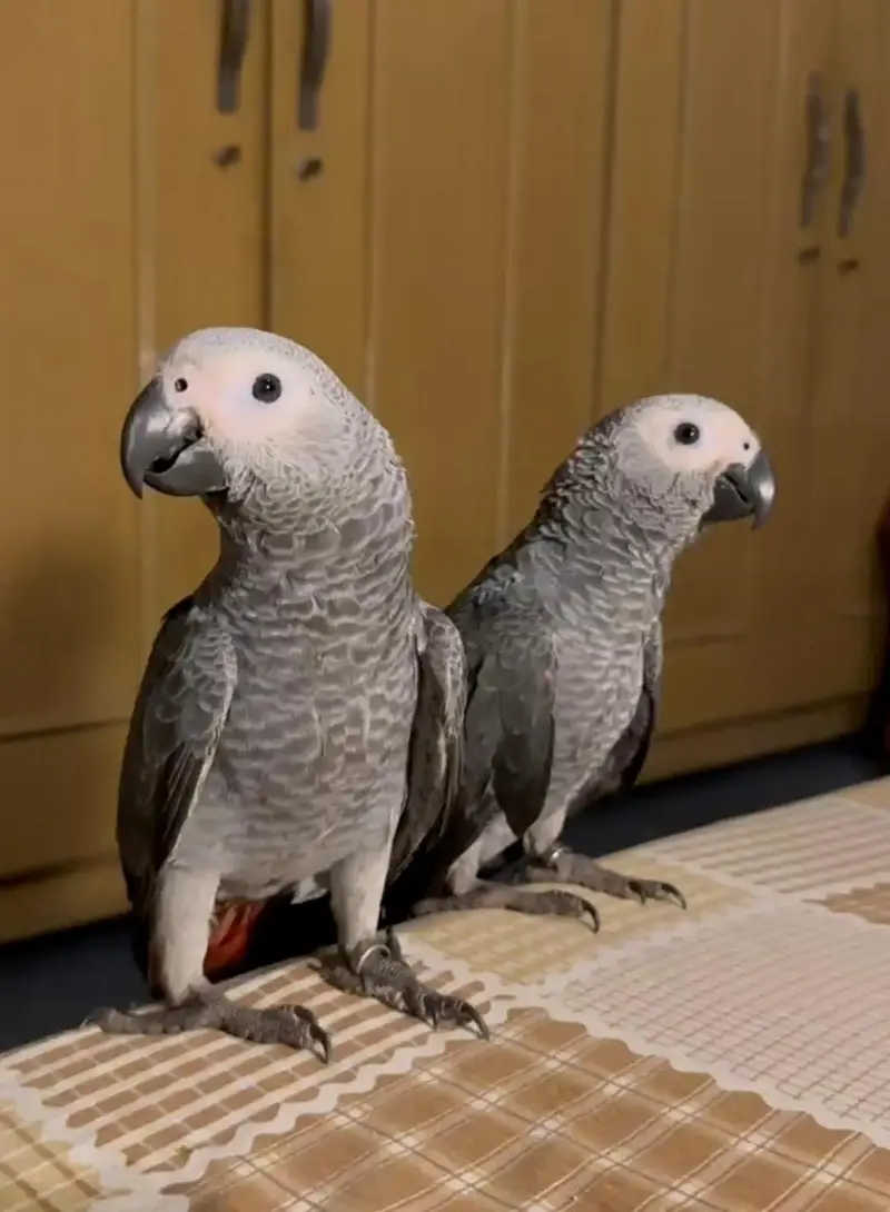 African grey parrot handtame talking — photo 6