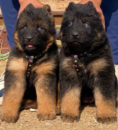 German Shepherd Male Dog / Long Coat / Double Coat / GSD dog