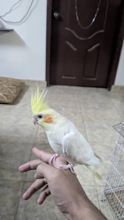2 cocktail fully hand tame