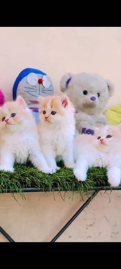 persian cat for sale MywatsapppNumber0341-15-94-140