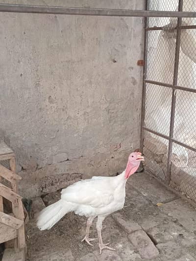 White turkey male