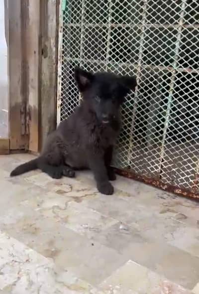 Black German shepherd pups