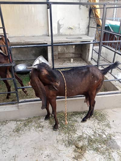 healthy bakri