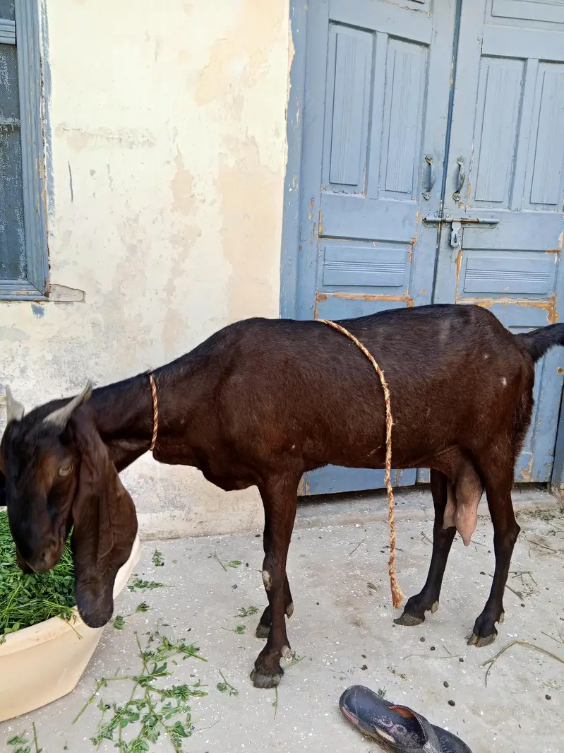 healthy bakri — photo 9