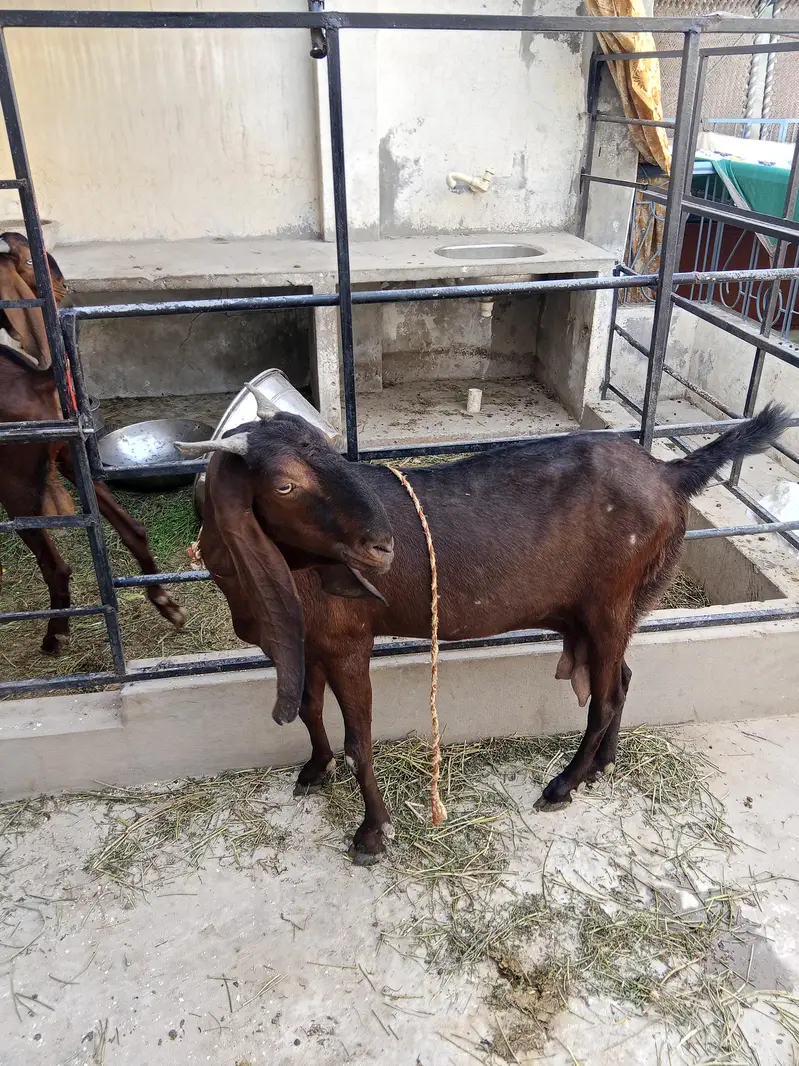 healthy bakri