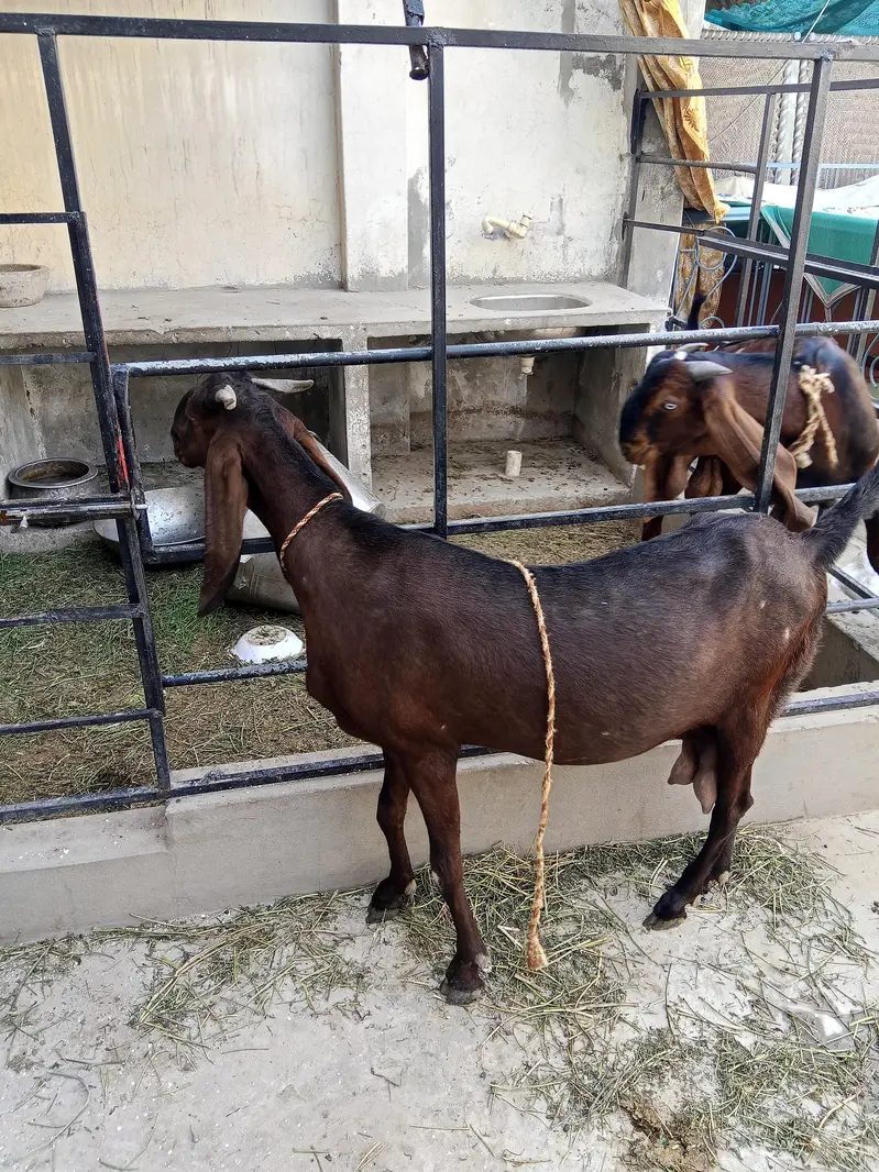 healthy bakri — photo 2