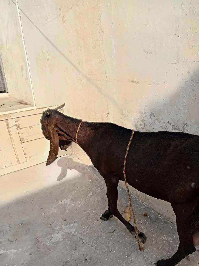 healthy bakri — photo 3