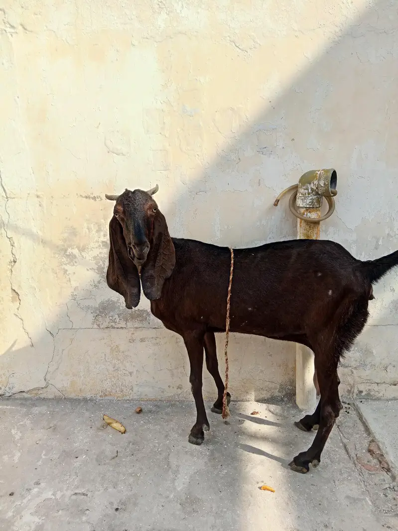 healthy bakri — photo 4