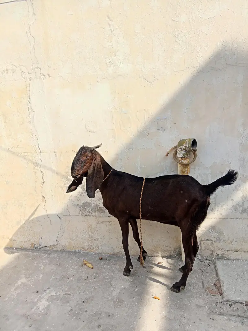 healthy bakri — photo 5