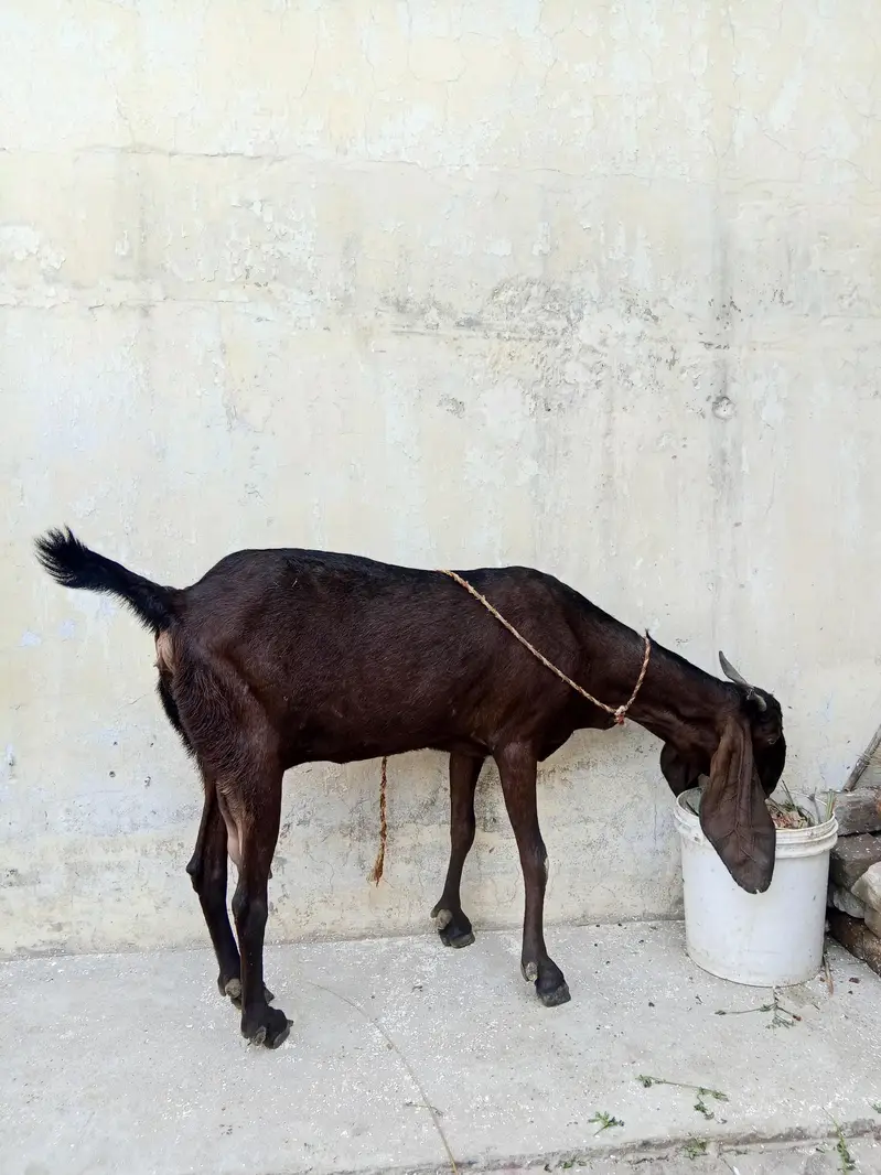 healthy bakri — photo 6