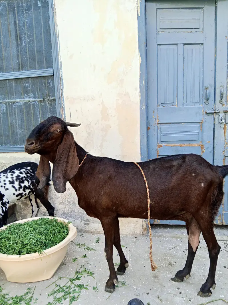 healthy bakri — photo 7