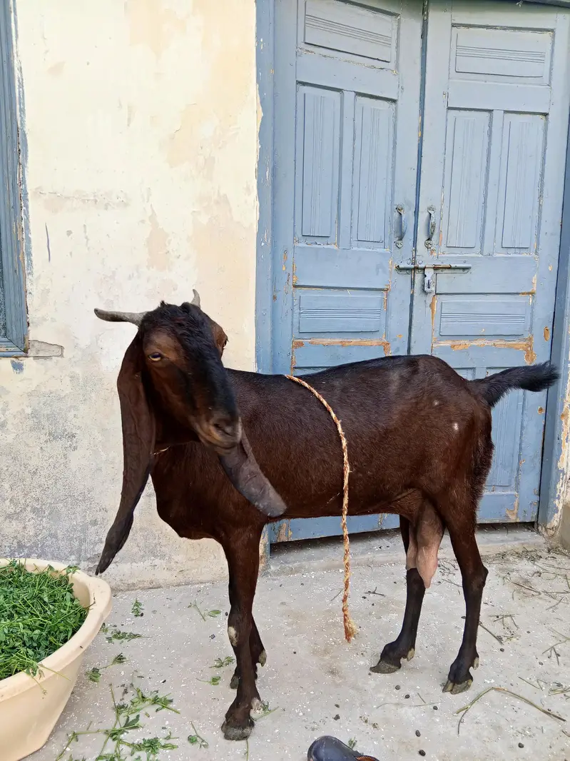 healthy bakri — photo 8