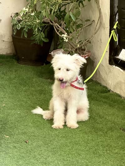 Poodle dog breed