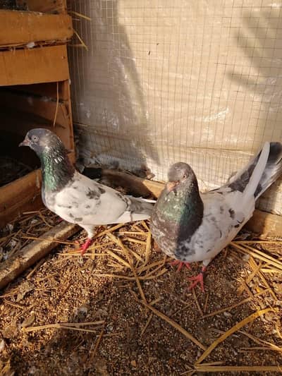 teddy pair with 2 chicks for sale guaranty resulted pair