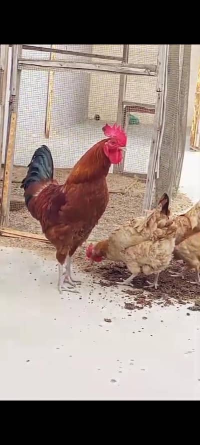 Golden Misri young hens Eggs lying