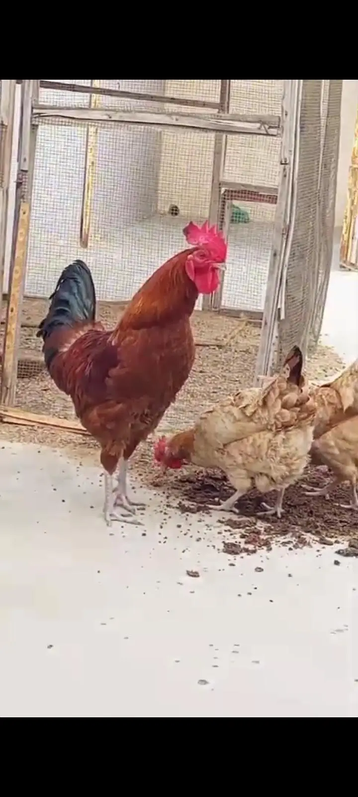 Golden Misri young hens Eggs lying
